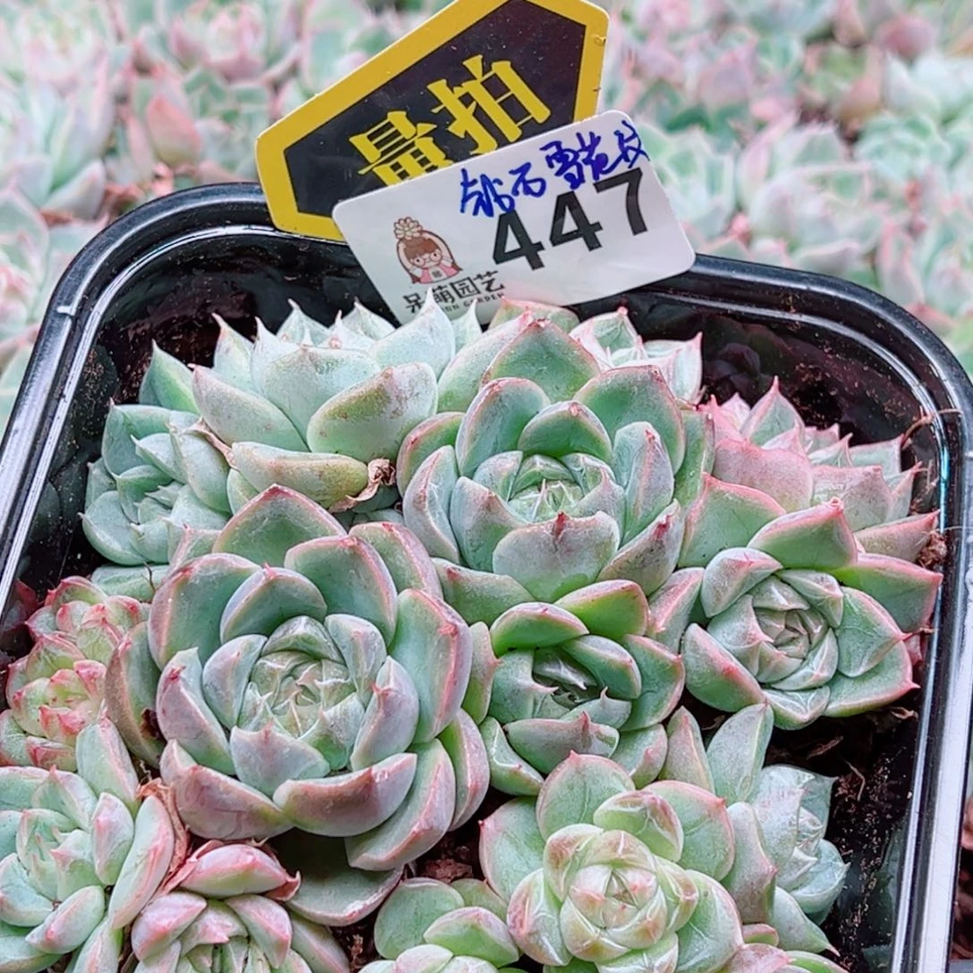 多肉植物多肉植物