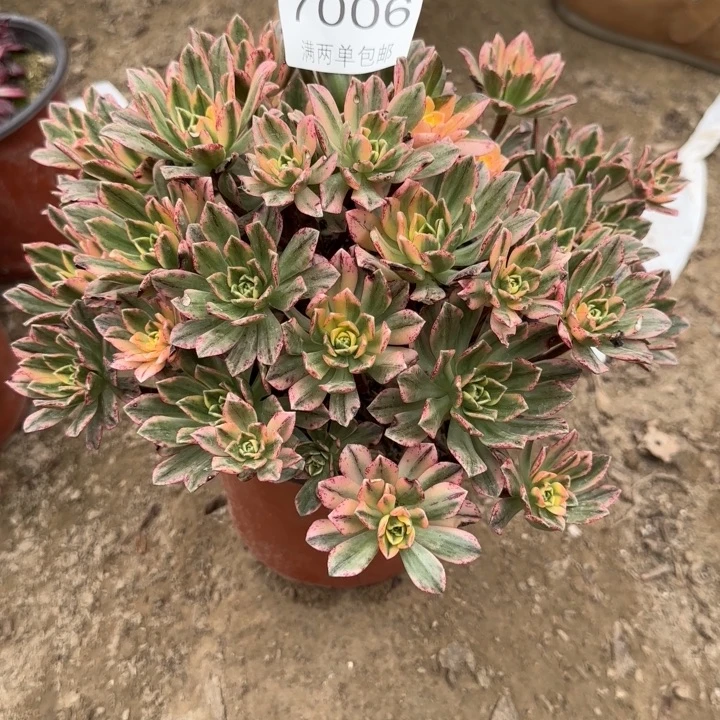 7006甜茶多肉植物