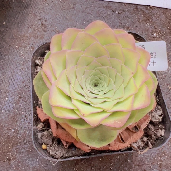 225 裸根不带土发货不包损