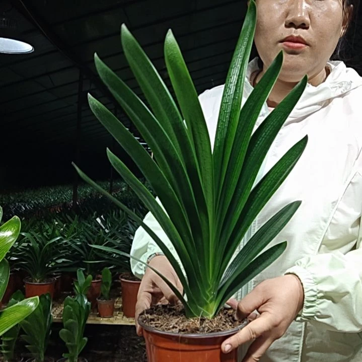 涛***涛无花朵涛涛    49