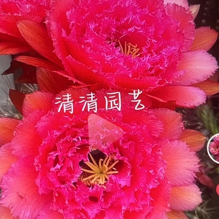 清清列为斯侧牙瑕疵有黑点