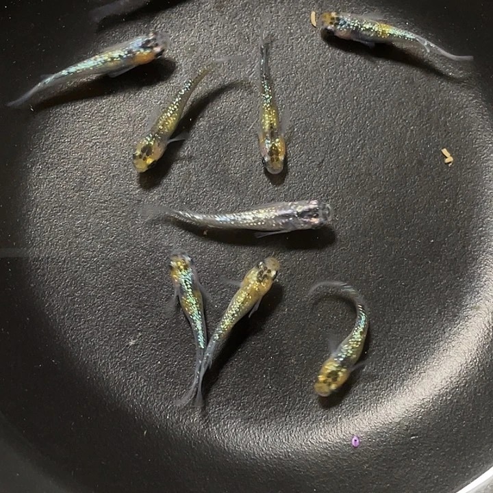 青鳉1-3厘米8条混搭