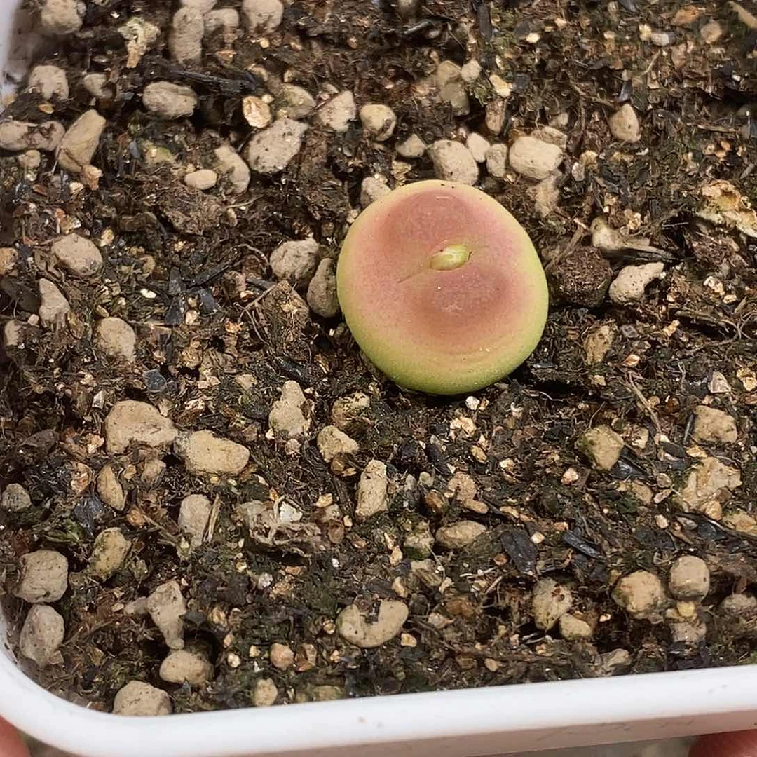 0818-38-拉登脱土1.5cm