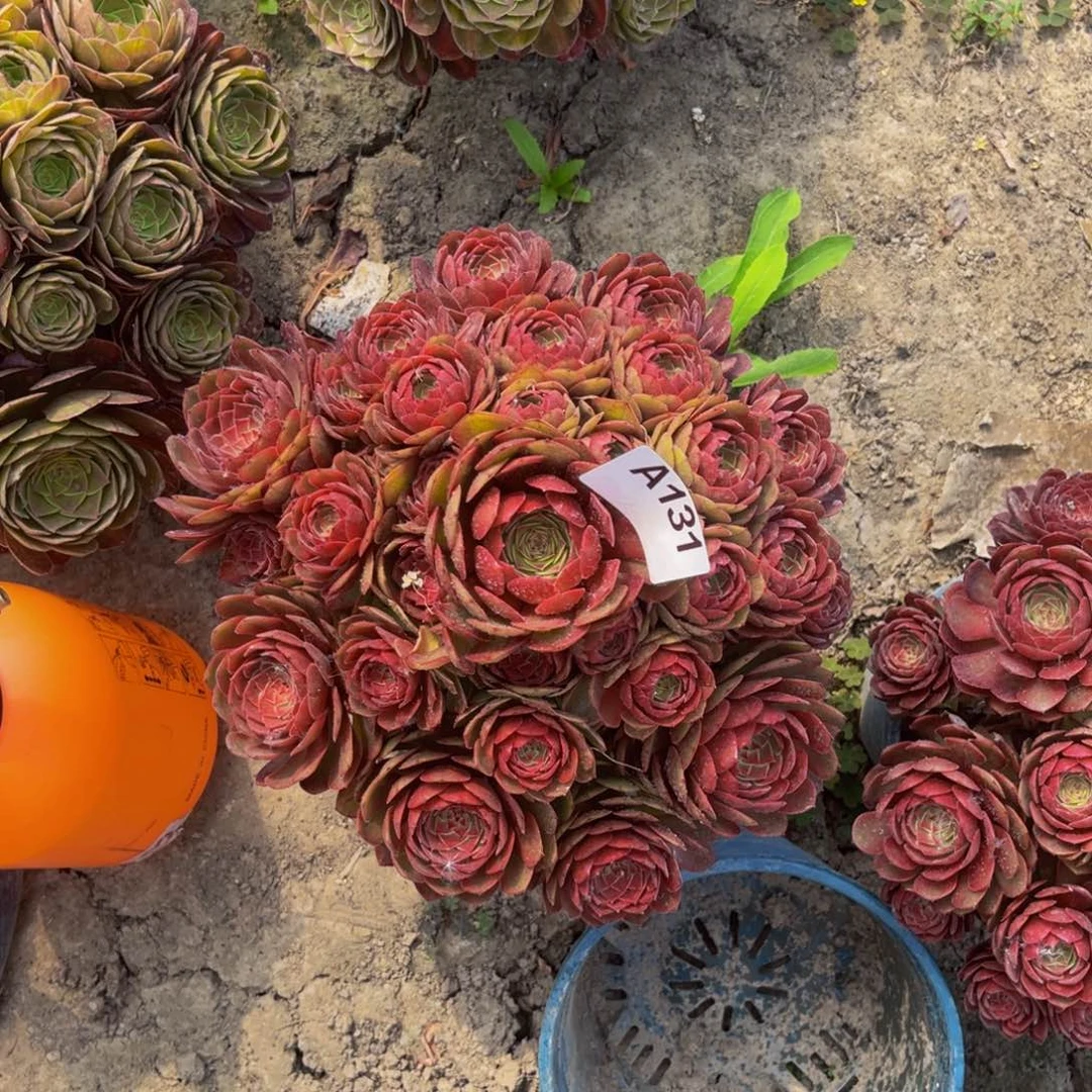 红魔法师朵朵5-46