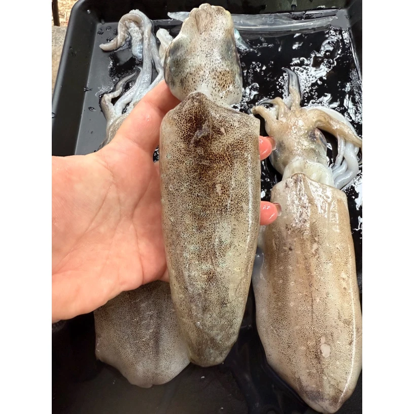 台山本港野生手钓超大软丝鱿鱼 大尾鱿 2.8-3.2斤