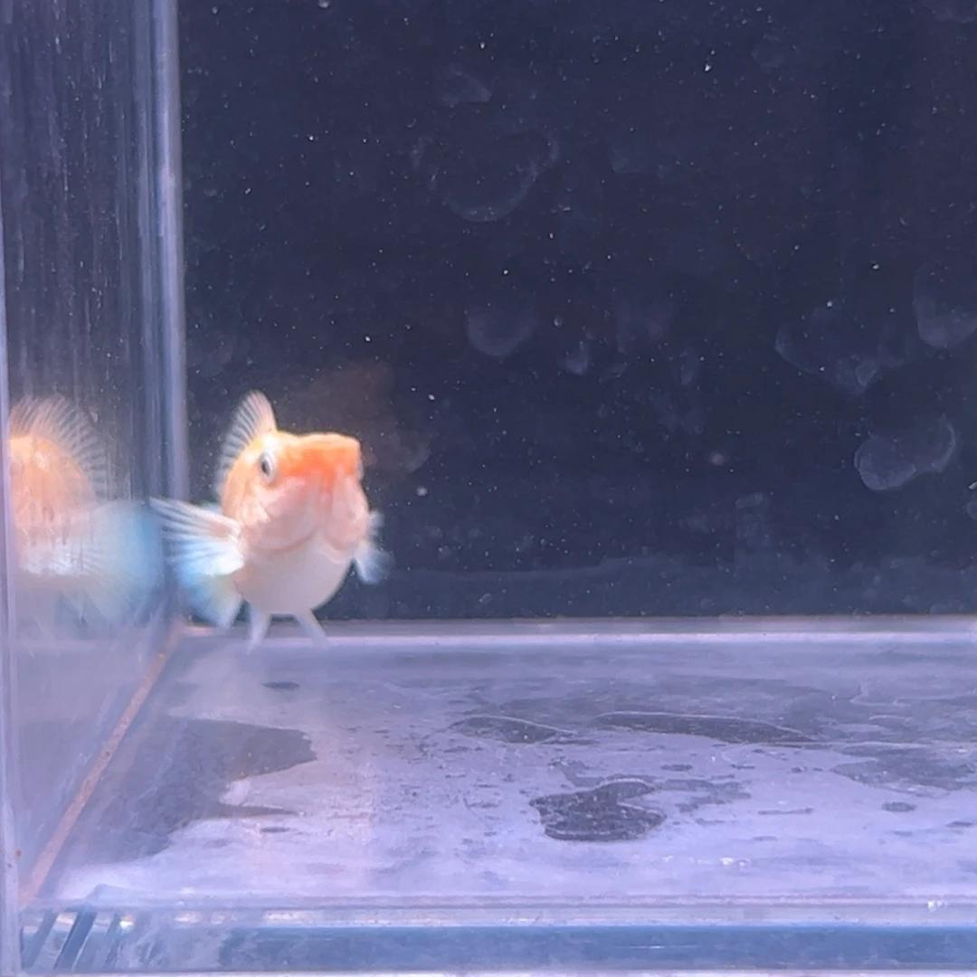 孔雀鱼柠檬玛丽一条