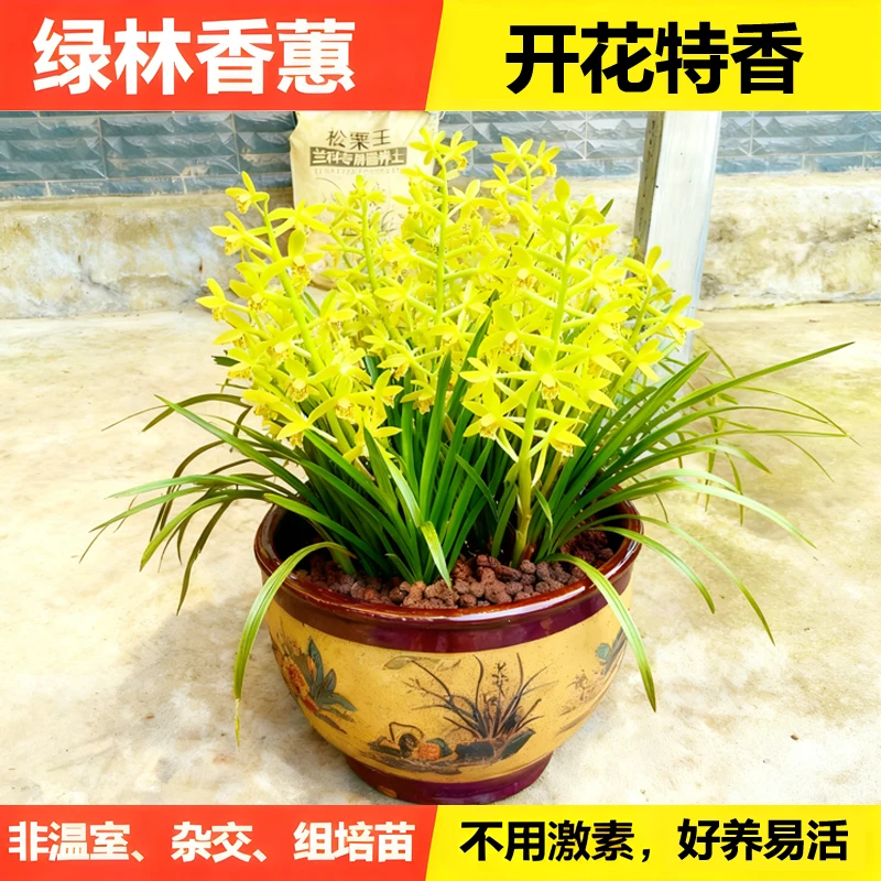 湖北浓香味蕙兰九节兰惠兰九头国兰鲜花卉草带苞室内阳台耐寒盆栽