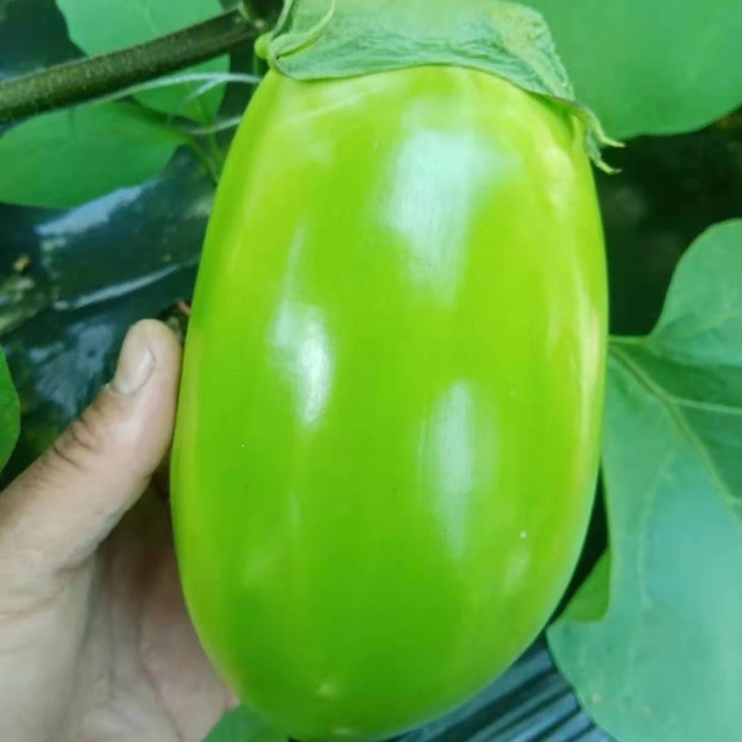 河南农家现摘新鲜青茄子应季时令蔬菜可生吃绿皮茄子