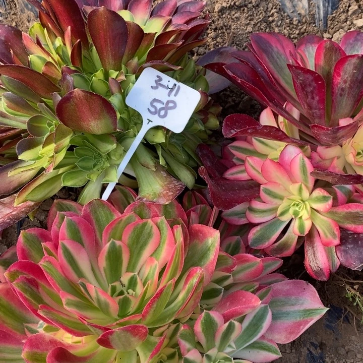 12331233法师组合量拍58号