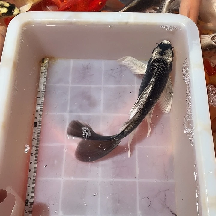 蝴蝶鲤鱼渔场直发177