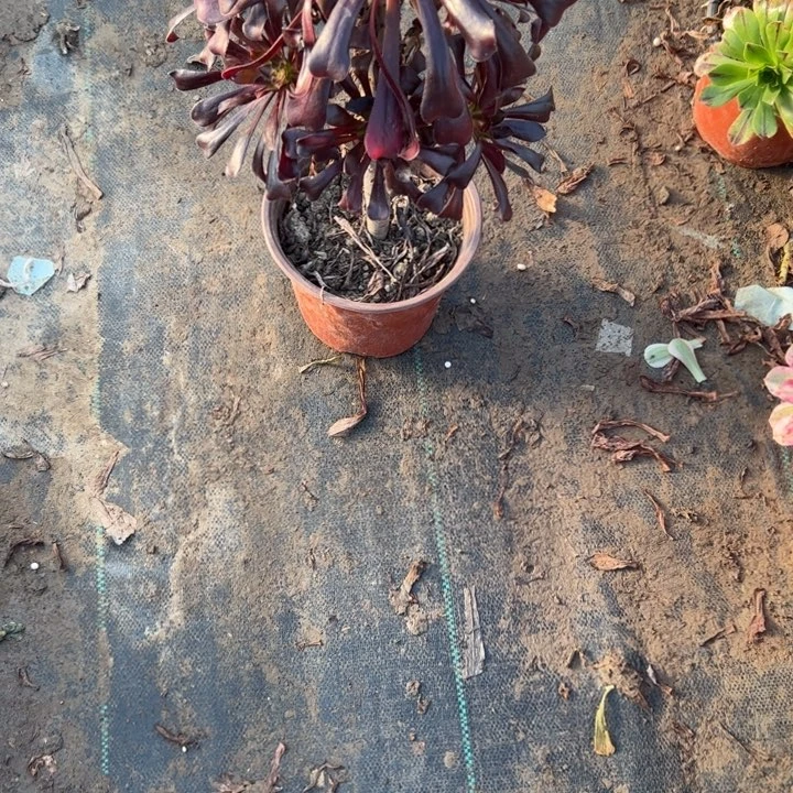 不包侧枝一物一拍38