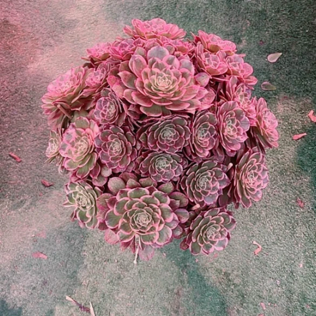 【闪购商品】?**?法师好看也好养