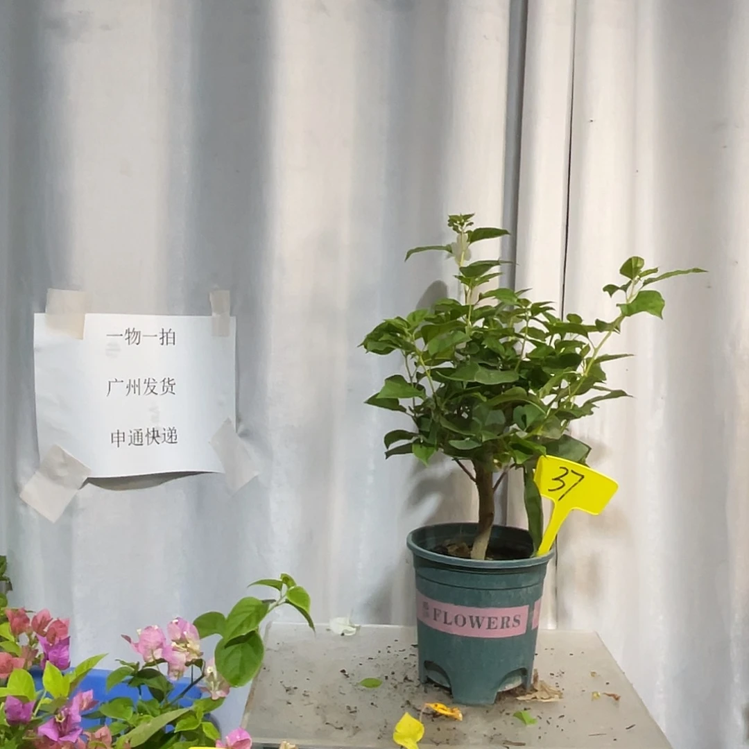 当前无花栽培后可以开花37暗斑浅黄扦插