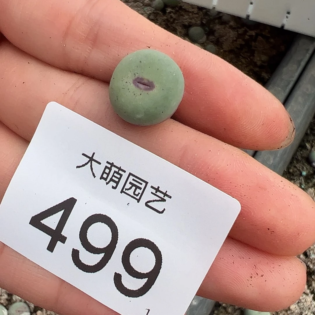 我**远0000499 一物一拍……