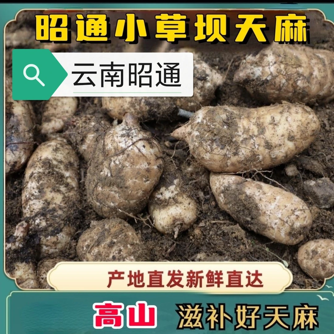 小草坝云南新鲜仿野生种植顺丰包邮云南昭通天麻新鲜玉米