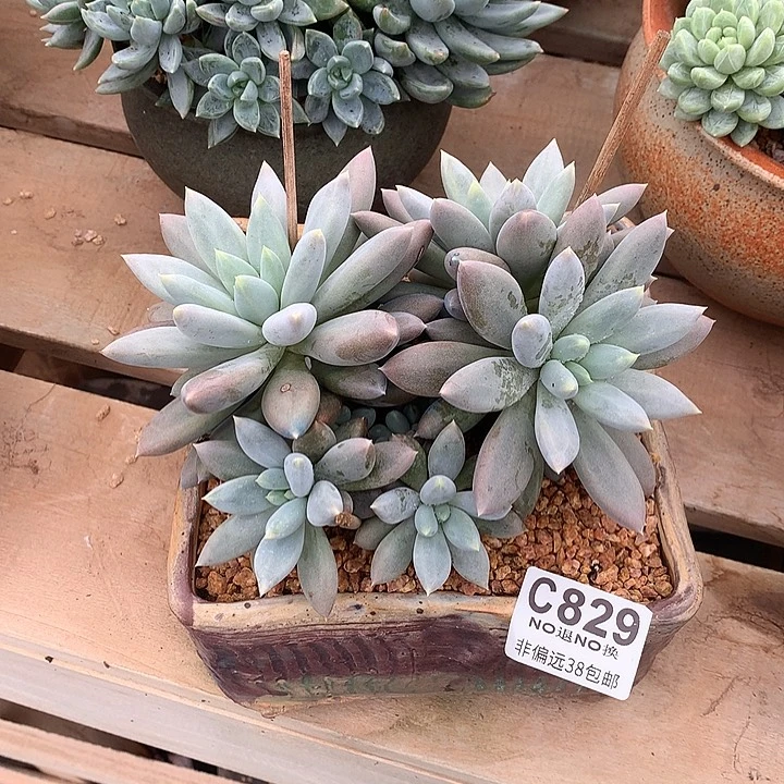 紫体哥特大群829 满百送可爱玫瑰缀化