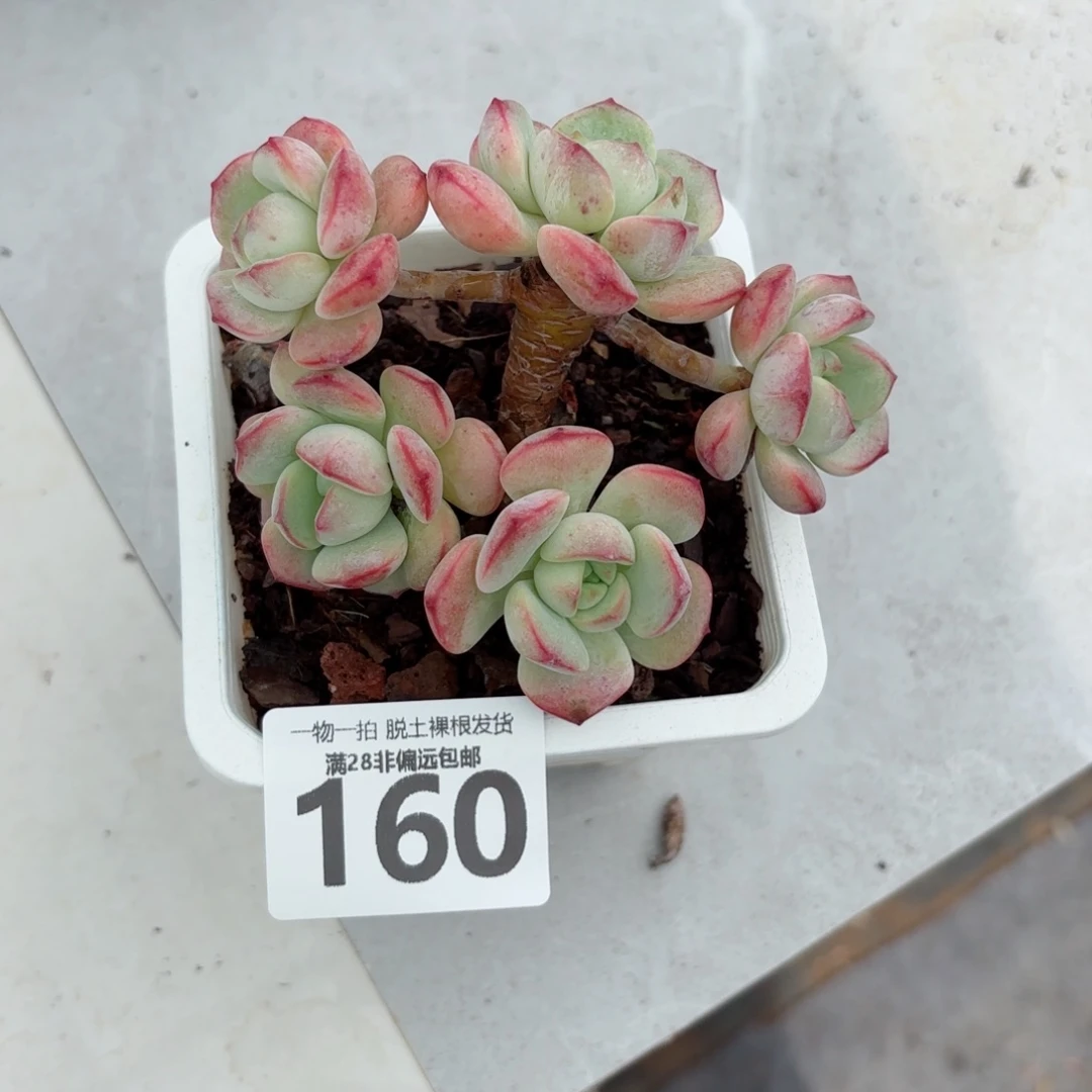 香草老桩无盆土发货