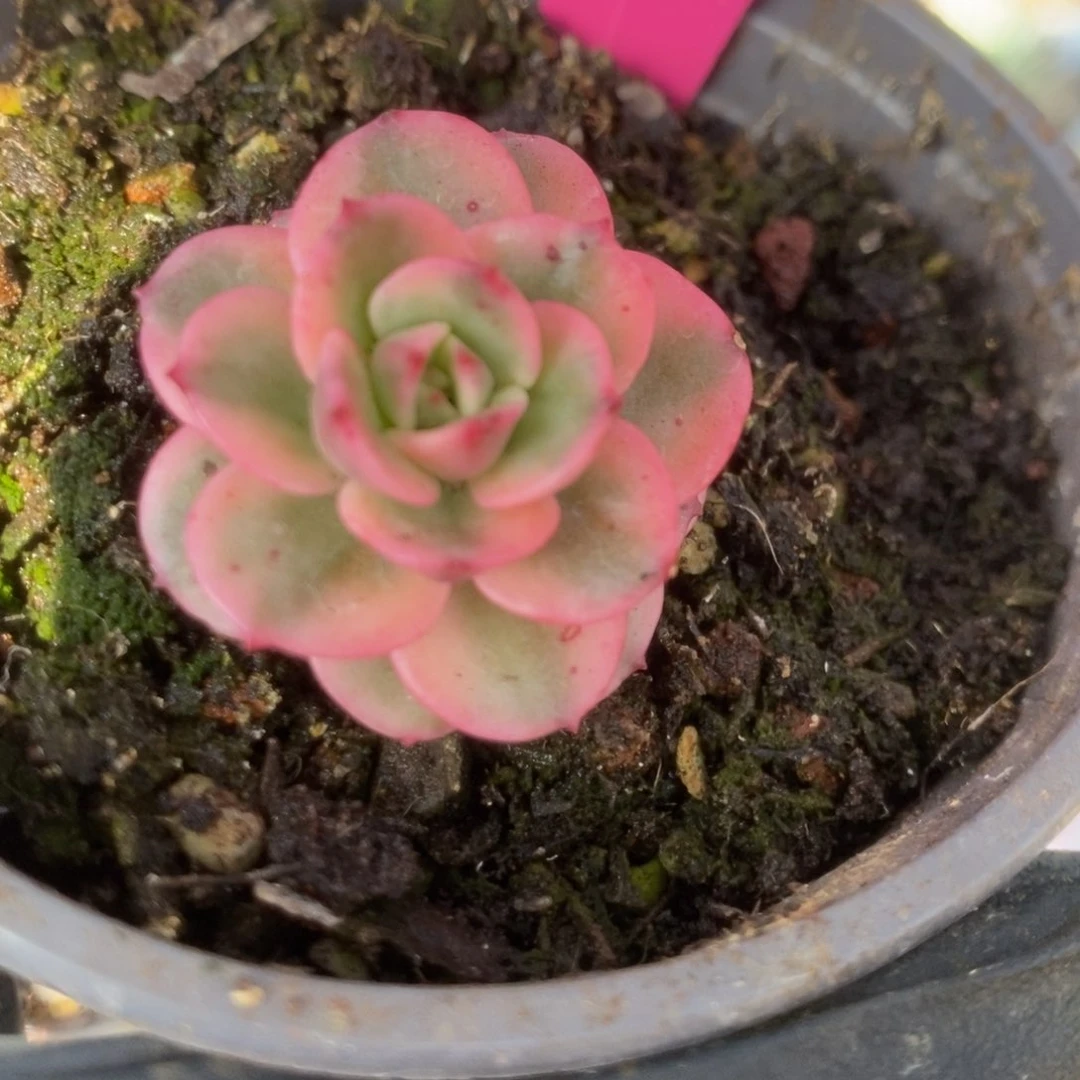 飞**鱼133蜡牡丹锦锦锦锦锦