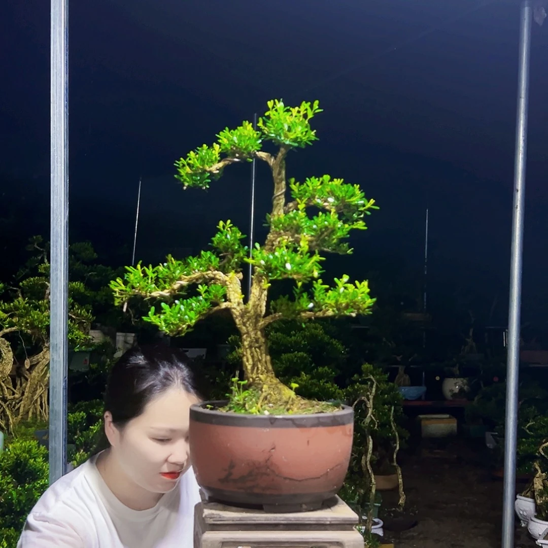 无花朵黄杨木