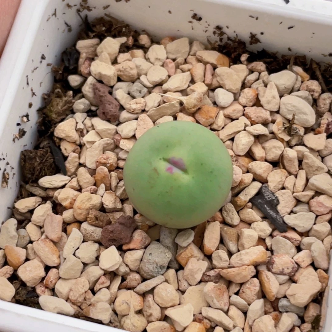 dows嘴植物一物一拍