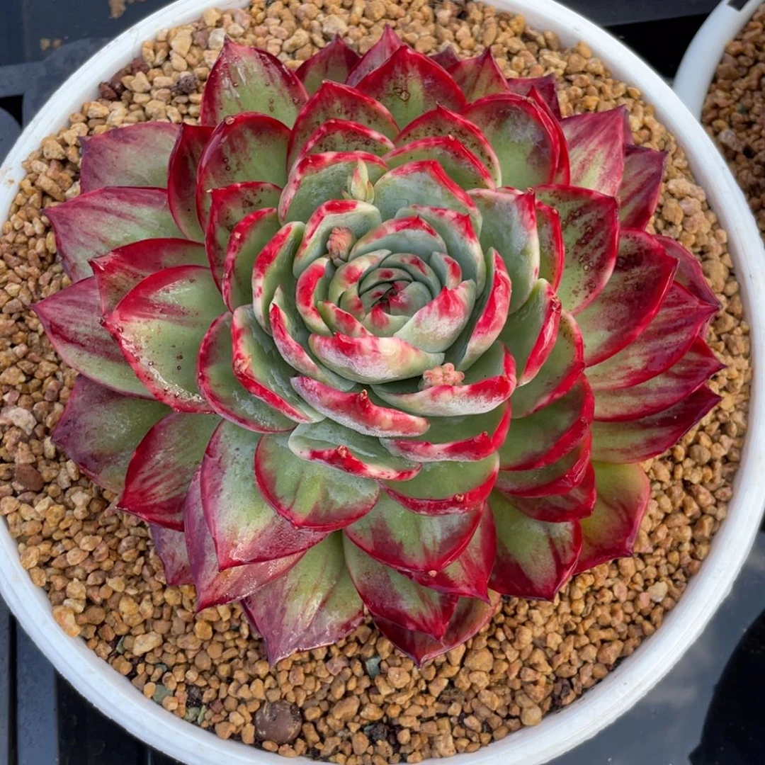 惊鸿仙子冠服20左右