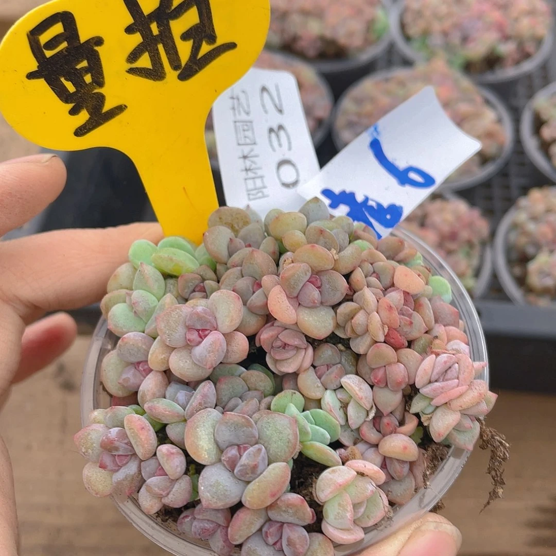 量拍多肉植物多肉植物32