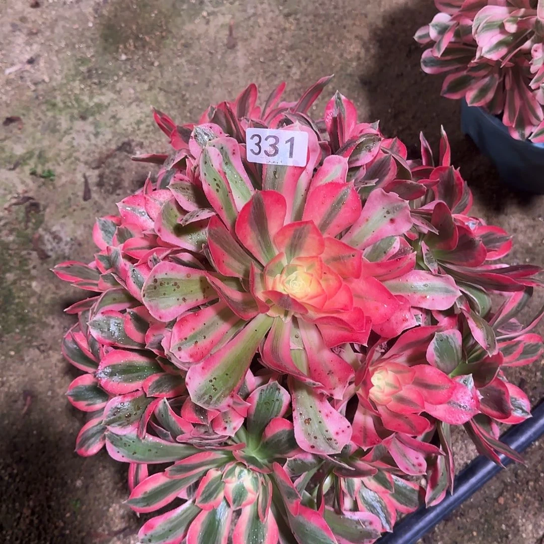 多肉植物法师粉女郎331