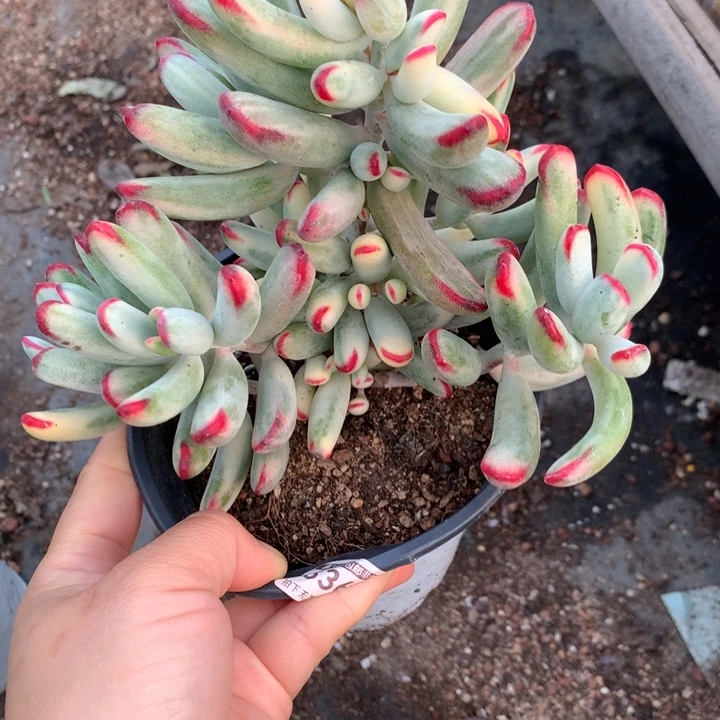 无花朵棒叶福娘锦33642