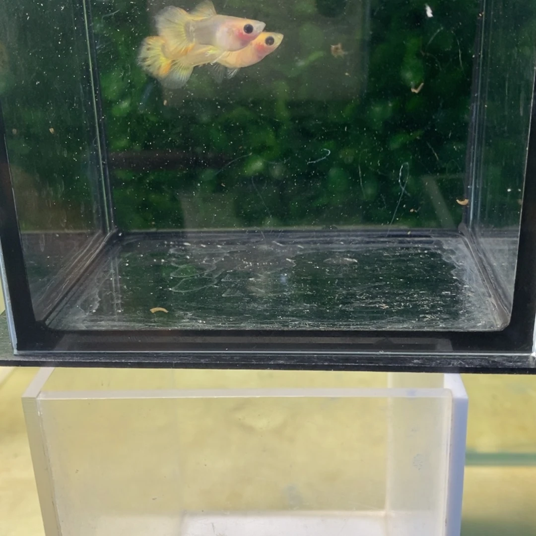 孔雀鱼小蜜蜂玻璃猫两对
