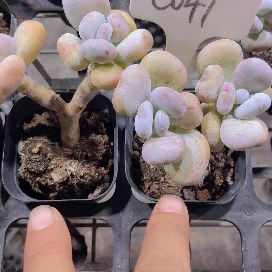 油煎丸子e041一物一拍