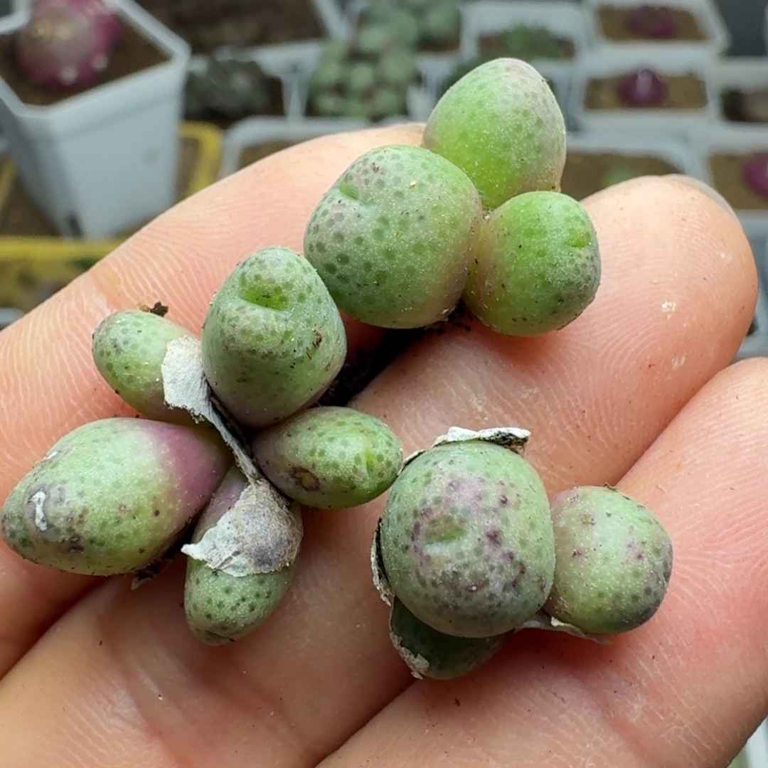 2367三颗福利斑马