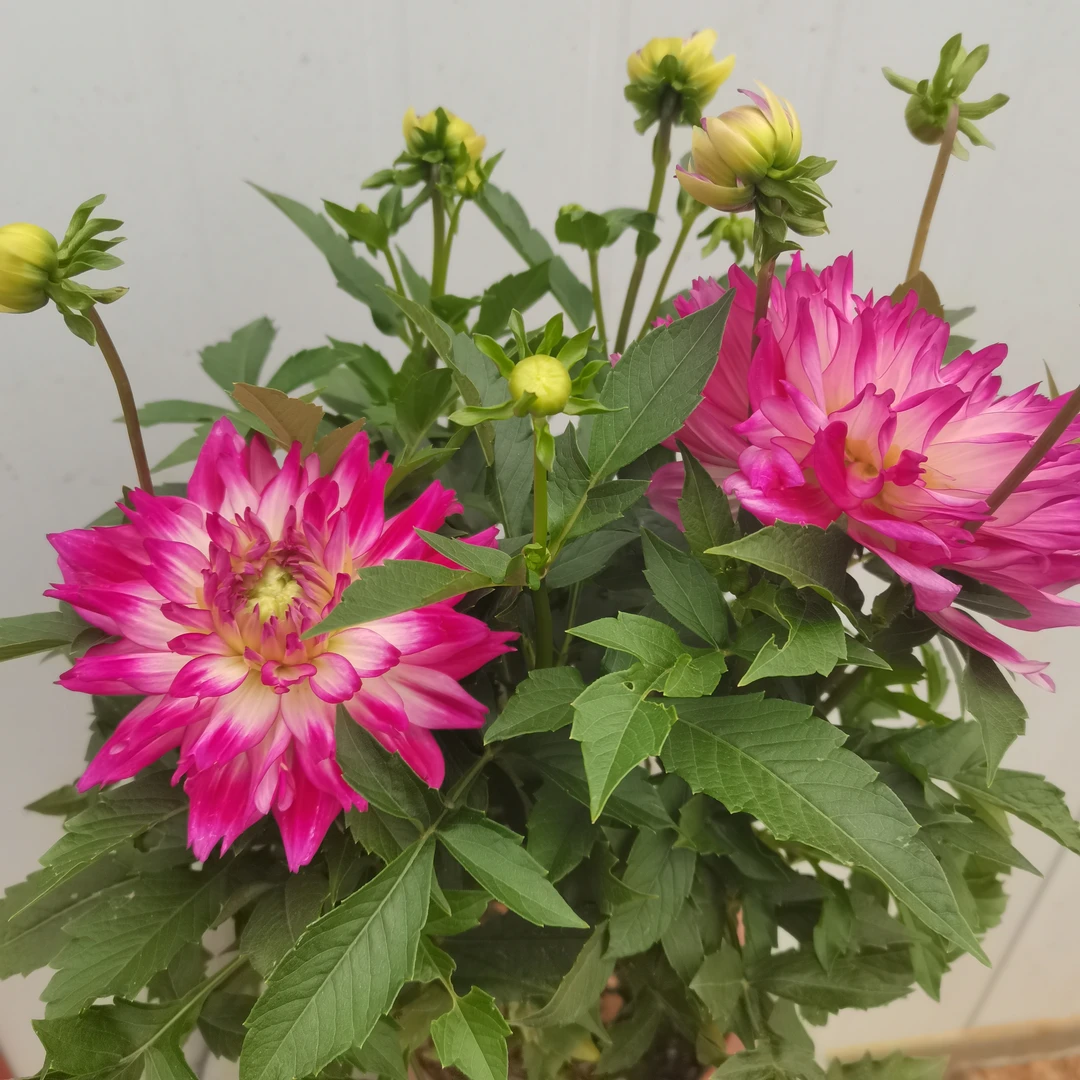 荷花—带花苞重瓣大丽花盆栽南北方均可养殖