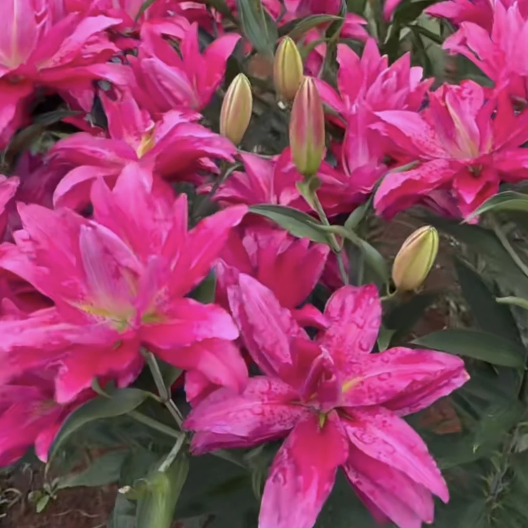 【宝莲灯】红色重瓣香水百合种球盆栽阳台庭院百合花种球