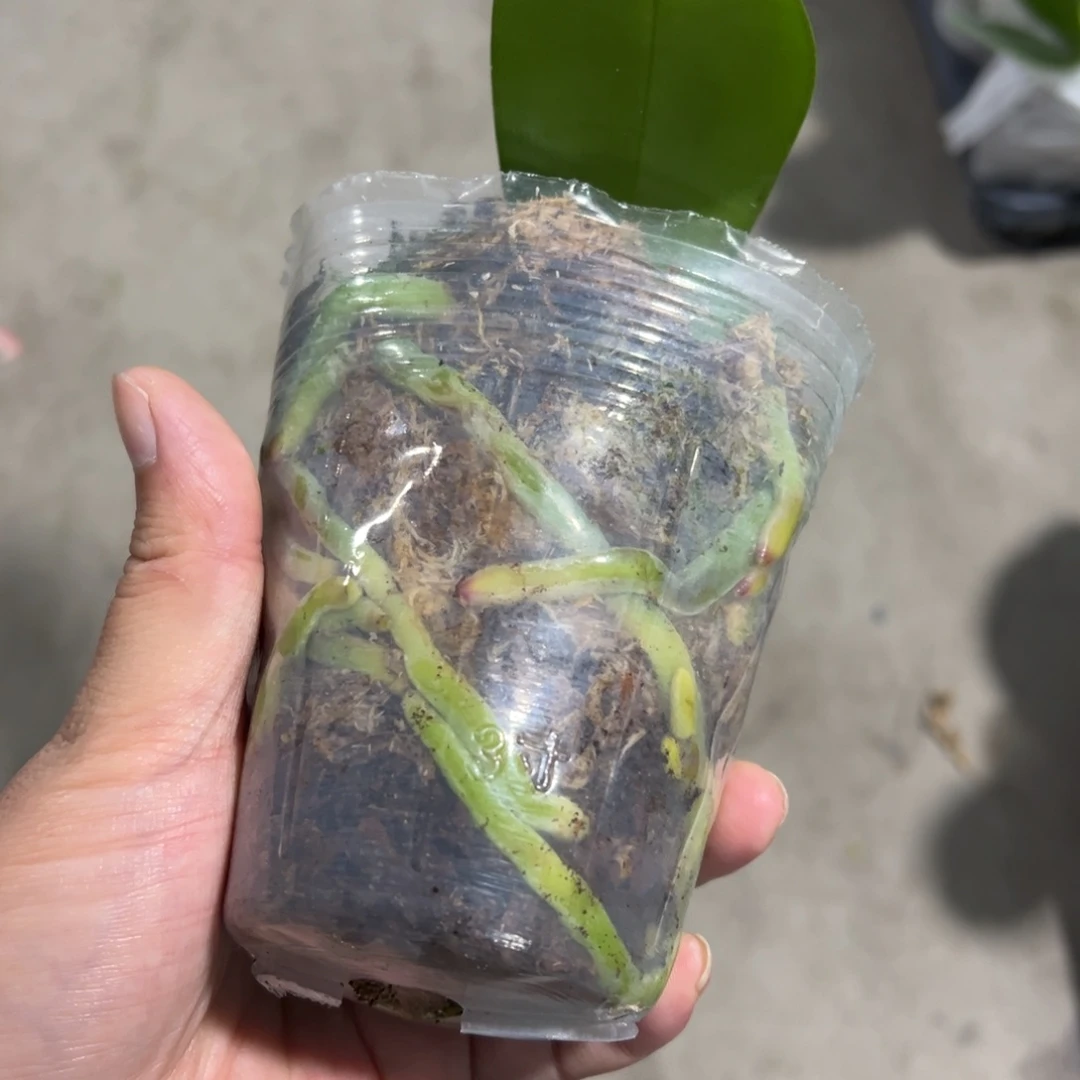 当前无花栽培后可以开花盲盒，一开花为准，凑单发货