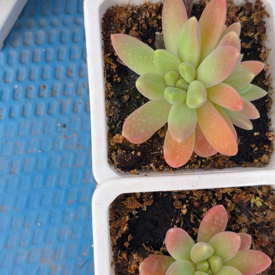 奇迹一物一拍发货