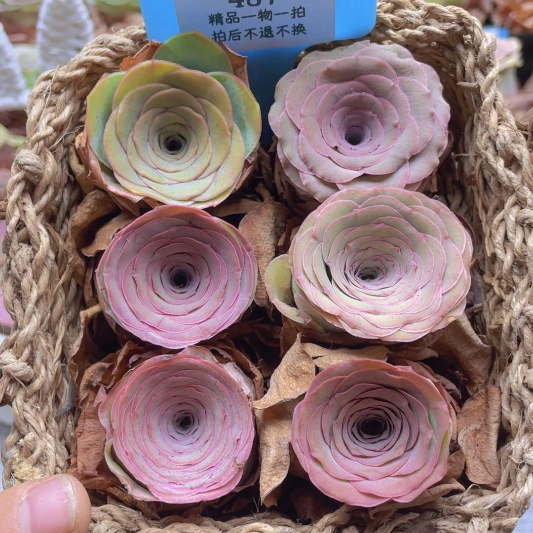 山地玫瑰487裸根发货不售后