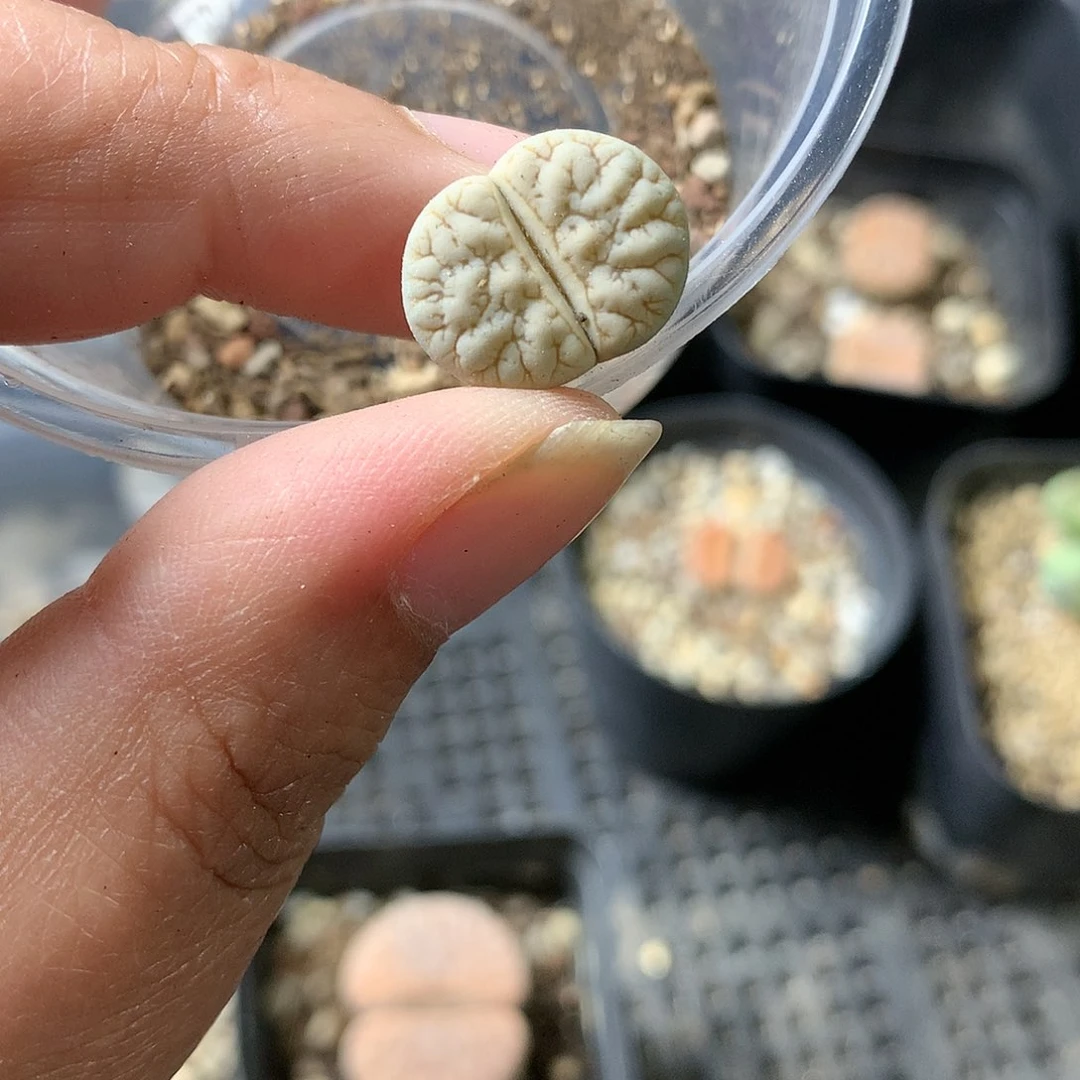 D469多肉植物保护研究所