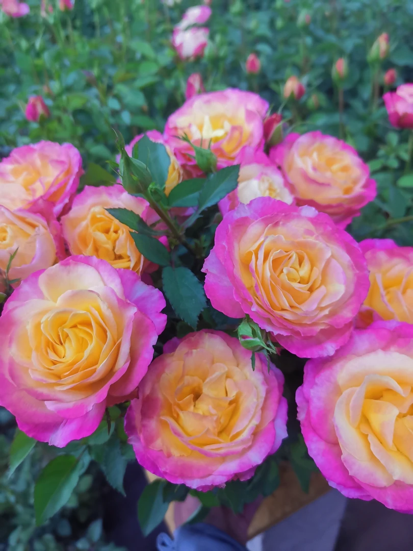 【点妆1.8加仑】阳台庭院四季开花好养护抗病性强花卉绿植盆栽月季