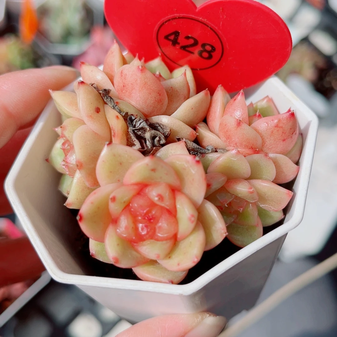 428号小老桩珍妮群