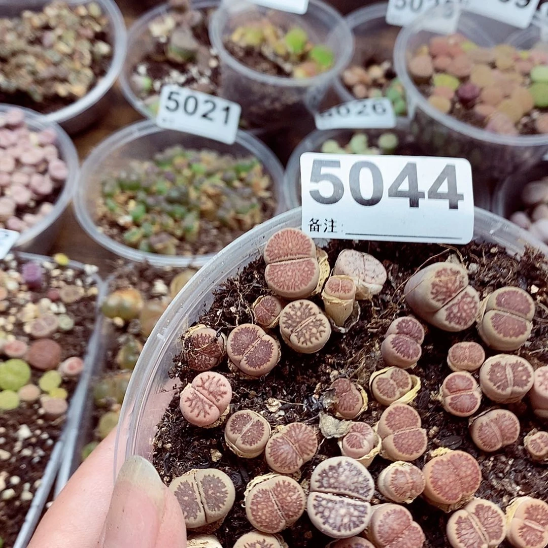 5044啊啊啊啊啊啊