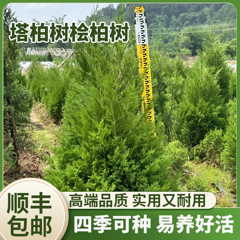 【塔柏树苗】塔柏扁柏松柏侧柏耐寒耐旱四季常青高速公路绿化塔柏苗