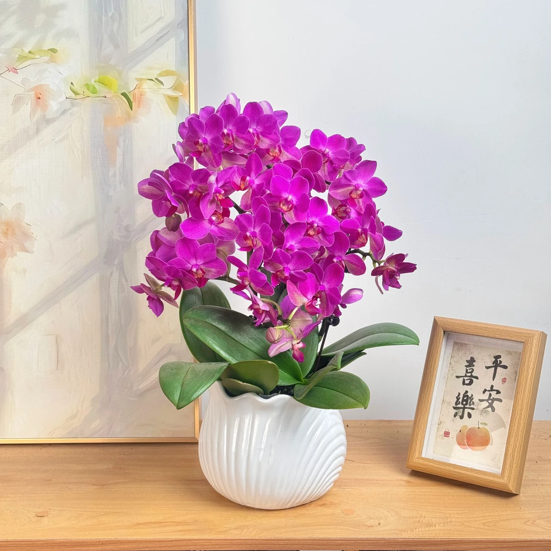 妗画【紫气东来】蝴蝶兰鲜花精致组盆 开花株 室内绿植