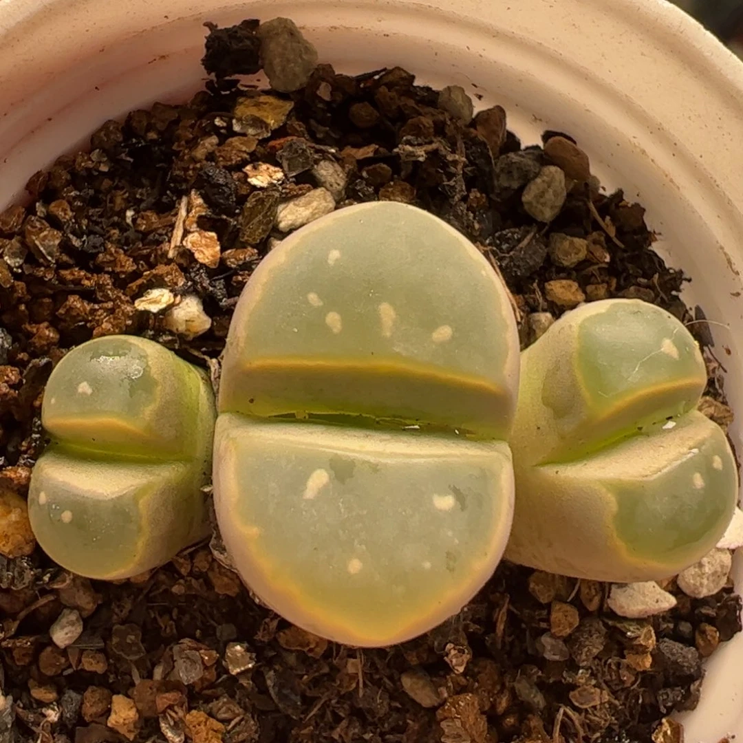 多肉植物百科粉橄榄