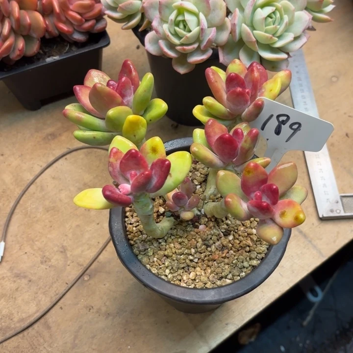 多肉植物，芒果奶189号