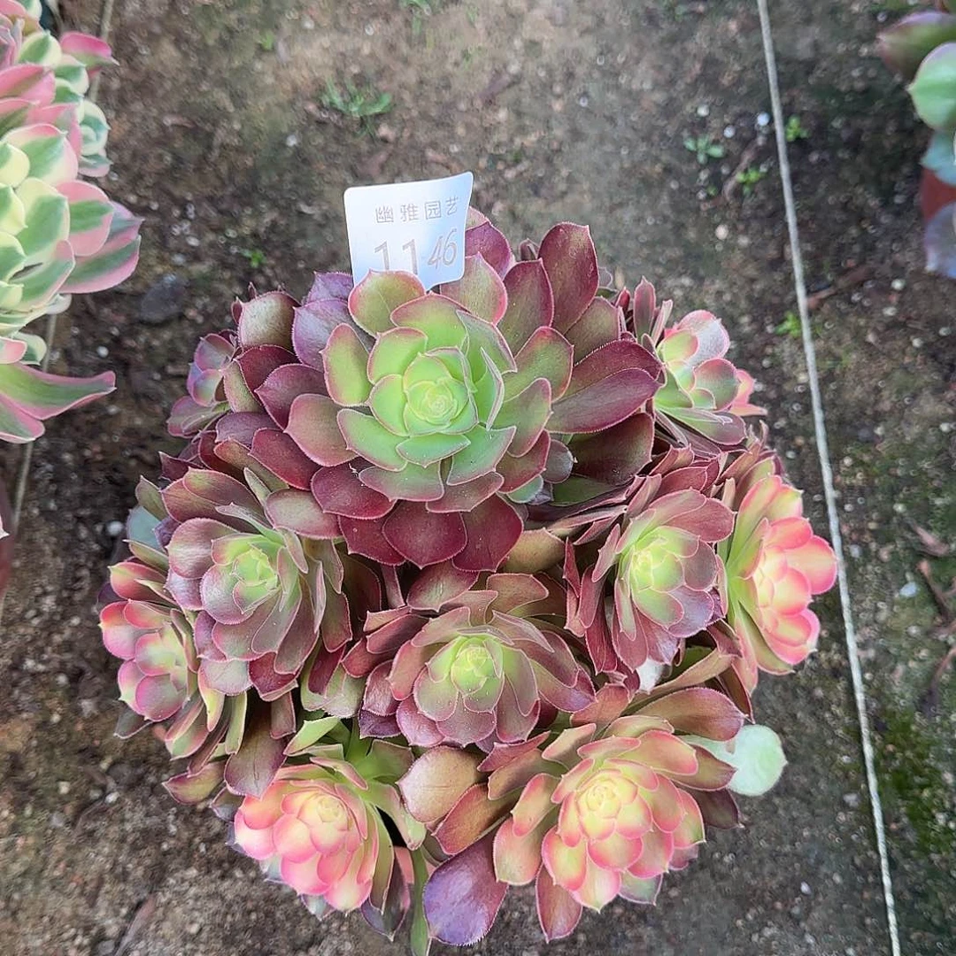 多肉植物雅典娜1146