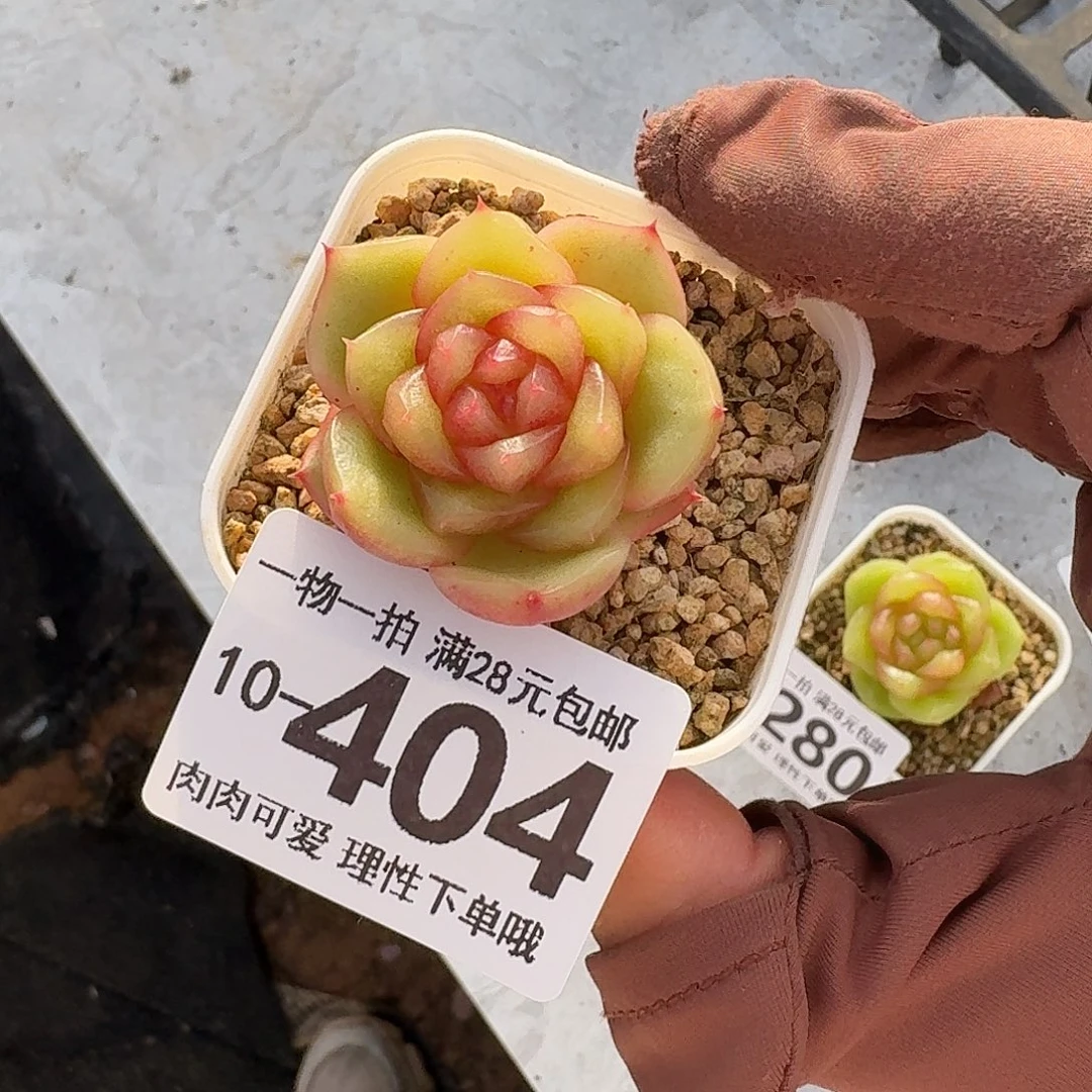 玉芷无盆土发货无盆土发货无