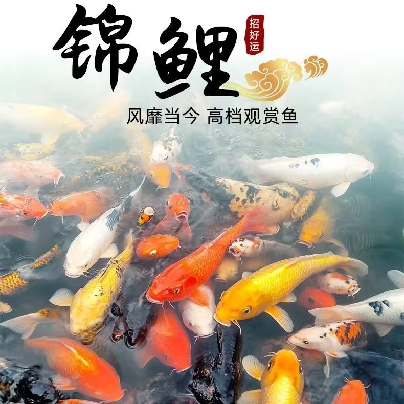 201-300渔场直销普身包邮包活①