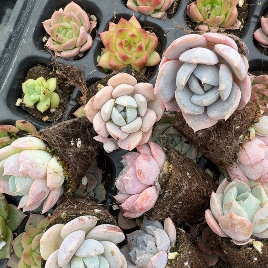 雪兔杂交梦露十棵量拍发货穴盘左四