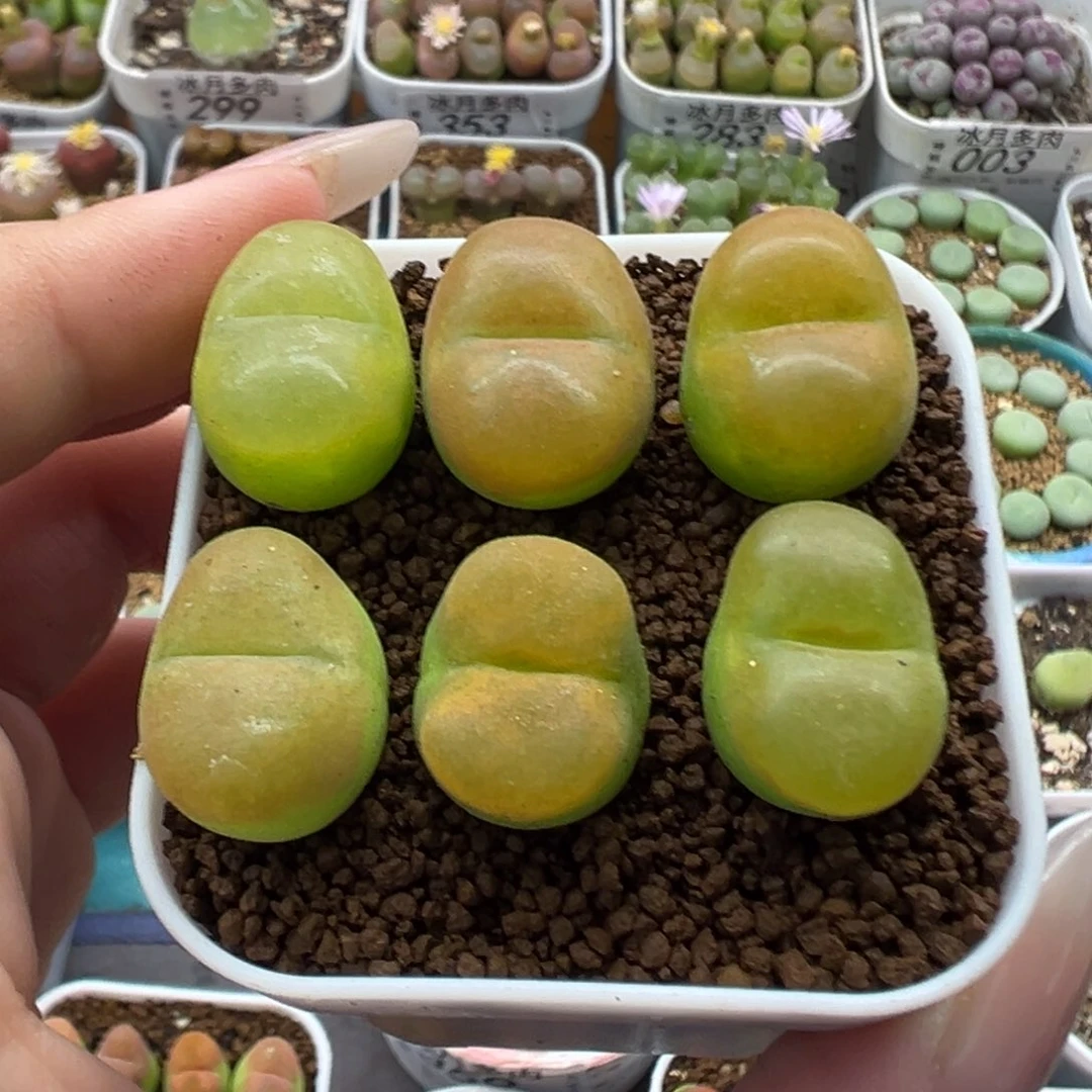 372蟠桃1801.1裸根发货