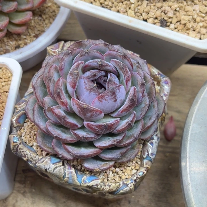 黑橙子 单头 夏鸣园艺